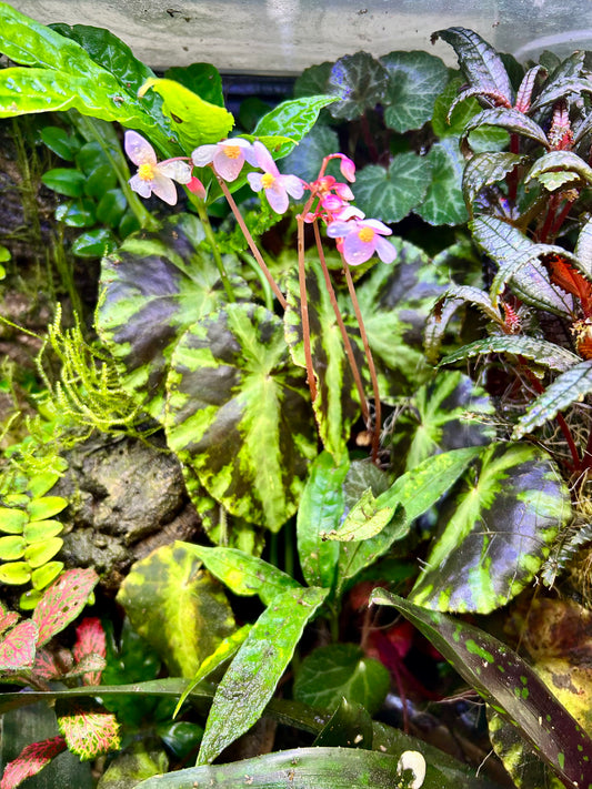 Begonia cleopatrae
