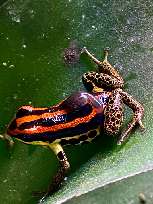 Ranitomeya uakarii “Gold Legged”