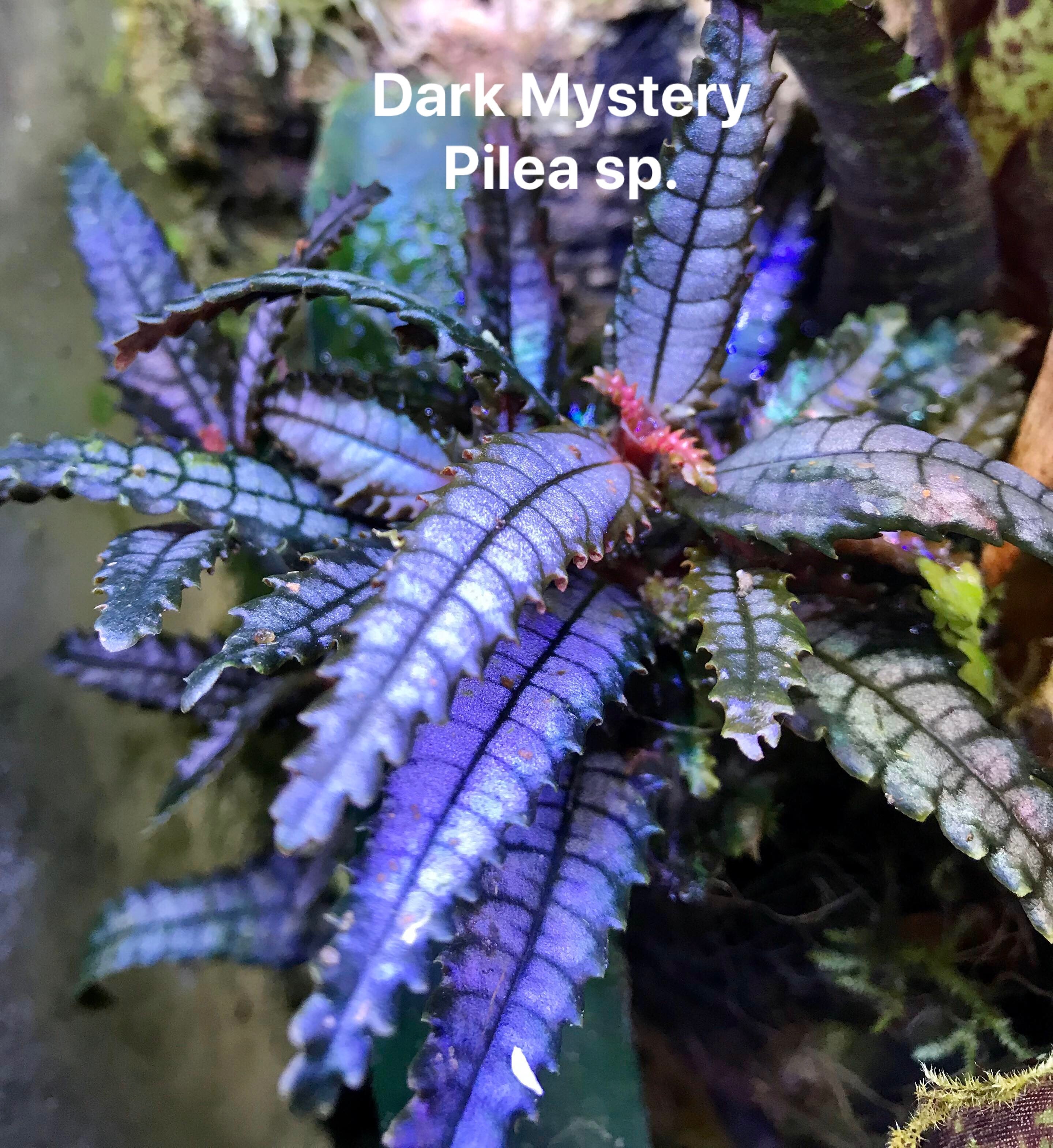 Cool Pilea Dark Mystery Pictures