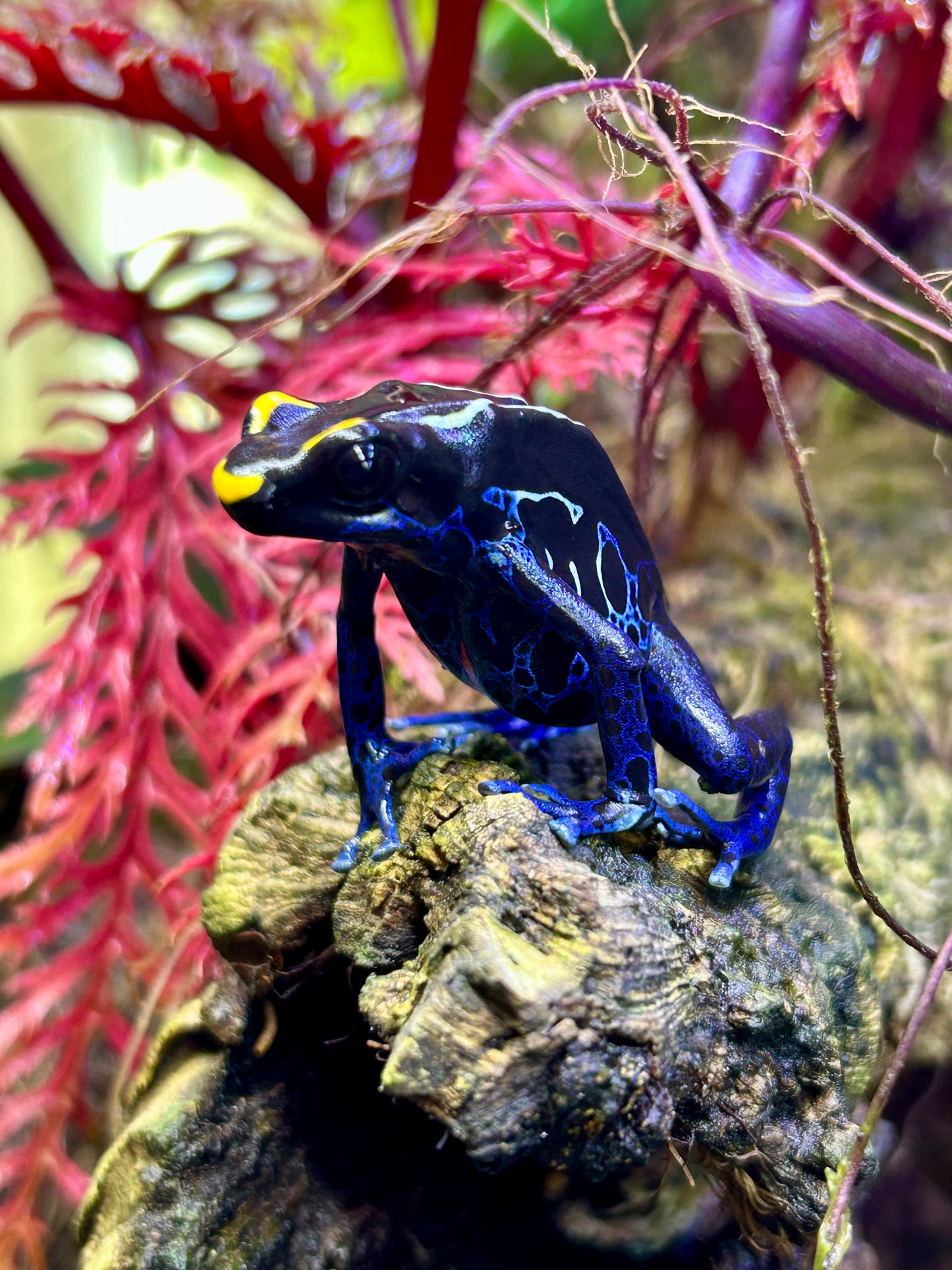 Dendrobates tinctorius "True Sipaliwini"