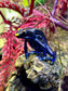 Dendrobates tinctorius "True Sipaliwini"