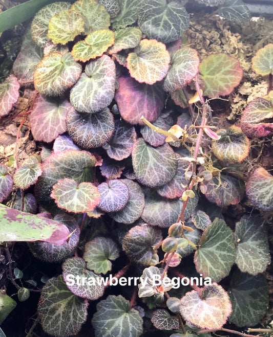 Strawberry Begonia (Saxifraga sarmentosa)