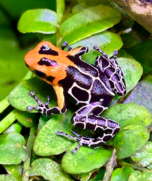Ranitomeya fantastica “Jeberos”