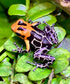 Ranitomeya fantastica “Jeberos”