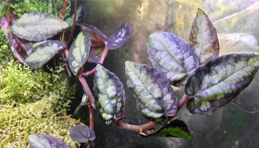 Pellionia repens