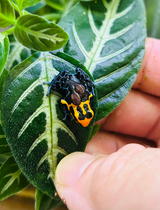 Ranitomeya fantastica “Varadero”