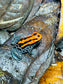 Ranitomeya reticulata “Striped”