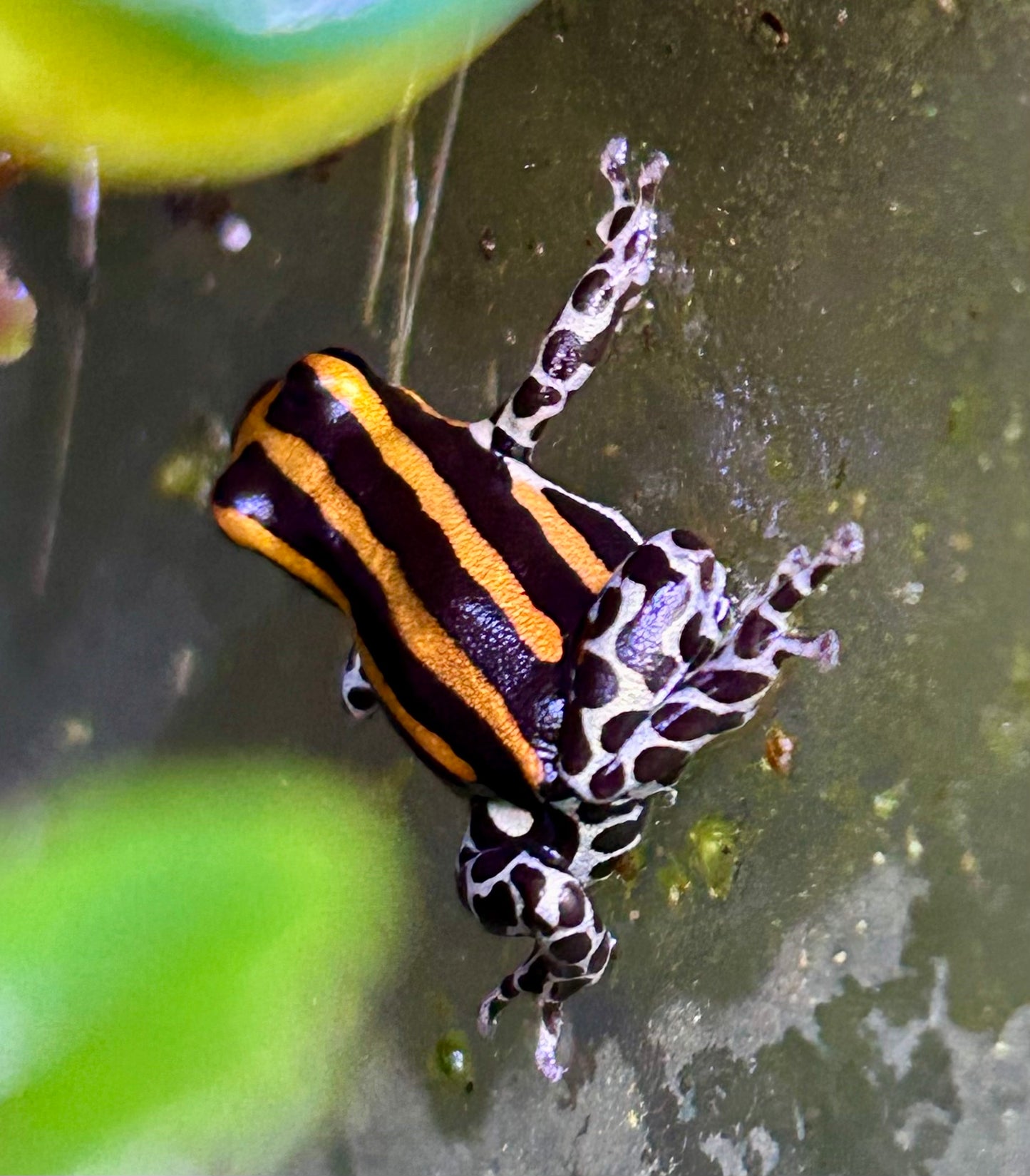 Ranitomeya sirensis “Orange”