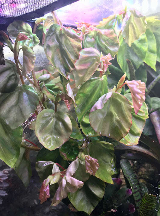 Begonia integerrima (syn. solananthera)