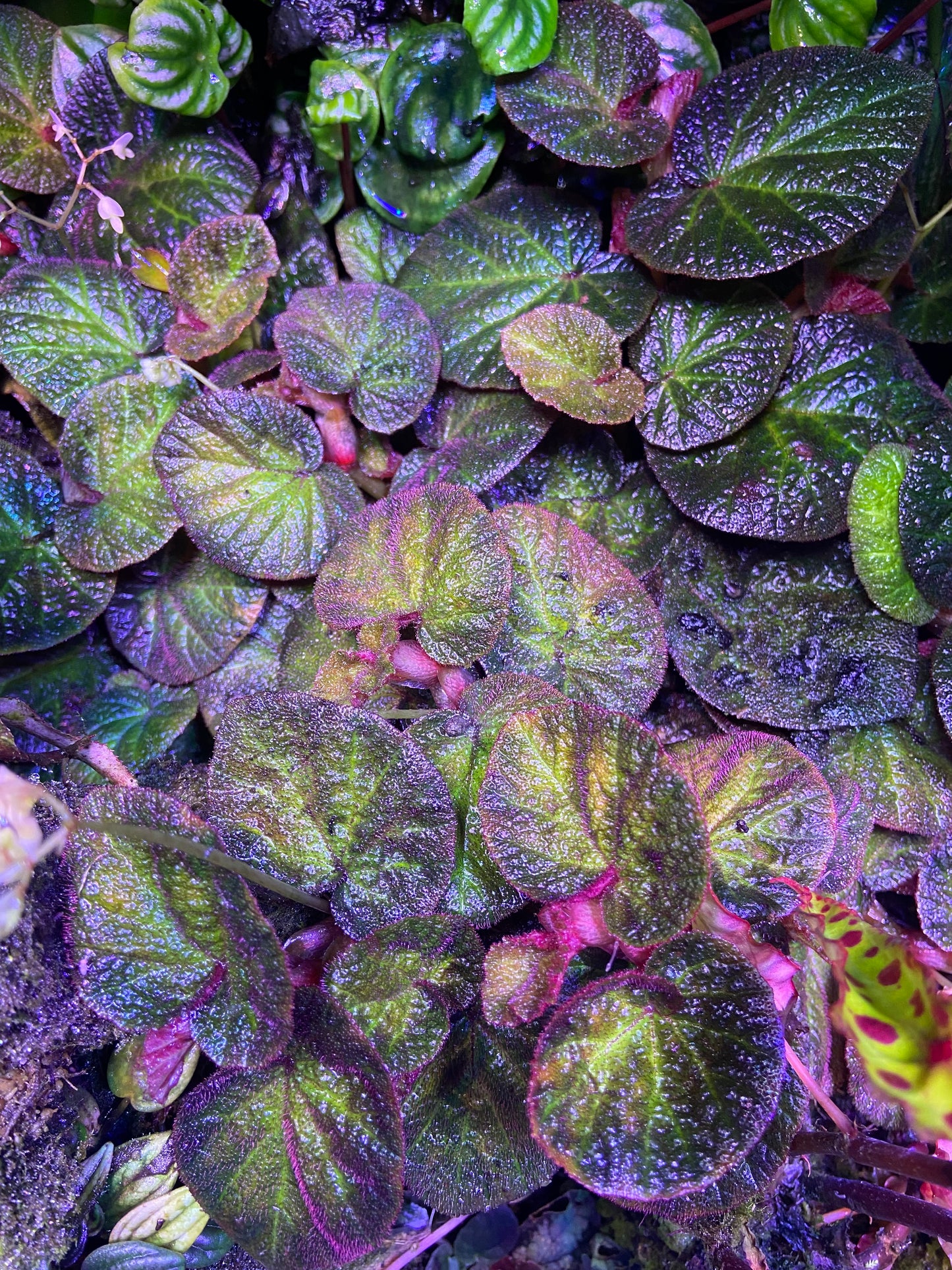 Begonia manaus