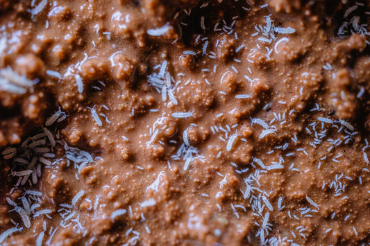 Temperate White Springtail Clay Culture
