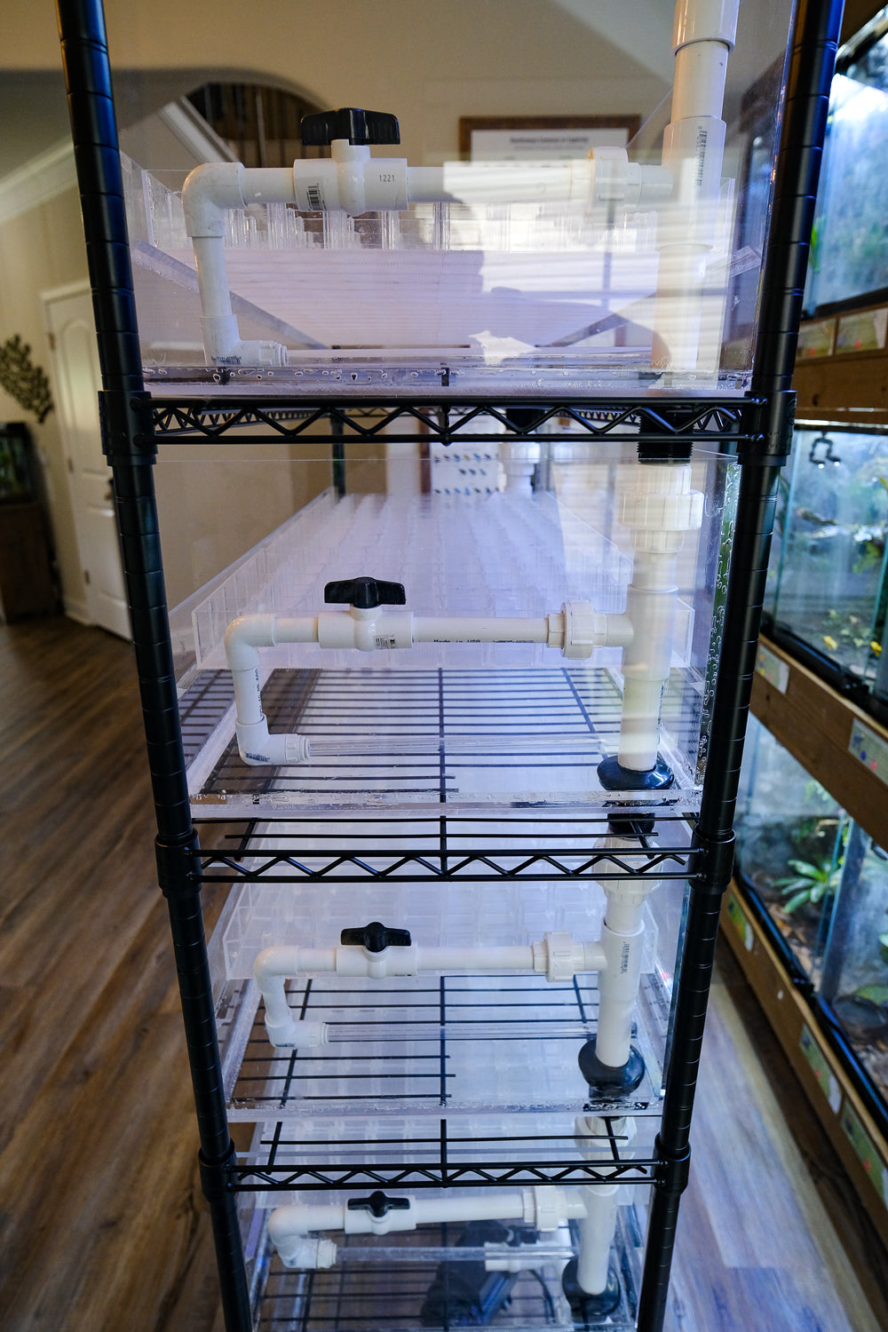 MartinMorphisis Tadpole System – NCDartFrogs