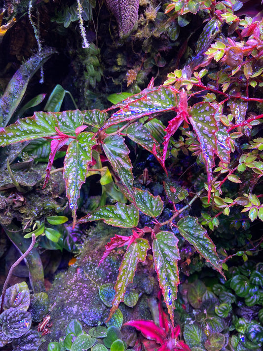 Angel Wing Begonia