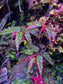 Angel Wing Begonia