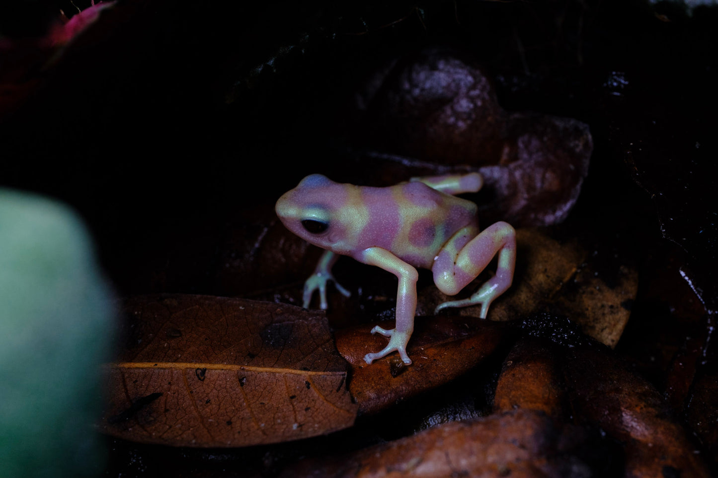 Dendrobates auratus “Albino Karabik”