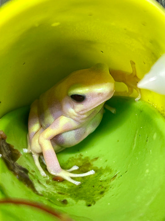 Dendrobates auratus “Albino Karabik”