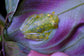 La Palma Glass Frogs (Hyalinobachium valerioi)