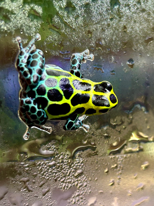 Ranitomeya variabilis “Southern”