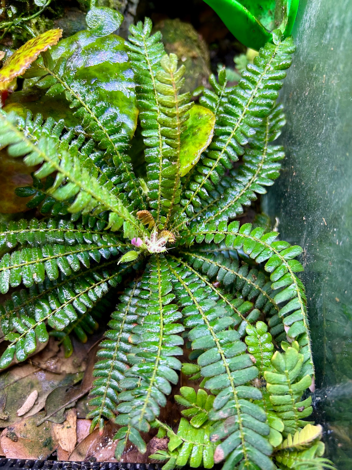 Biophytum sensitivum