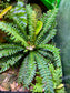 Biophytum sensitivum