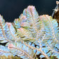 Selaginella willdenowii