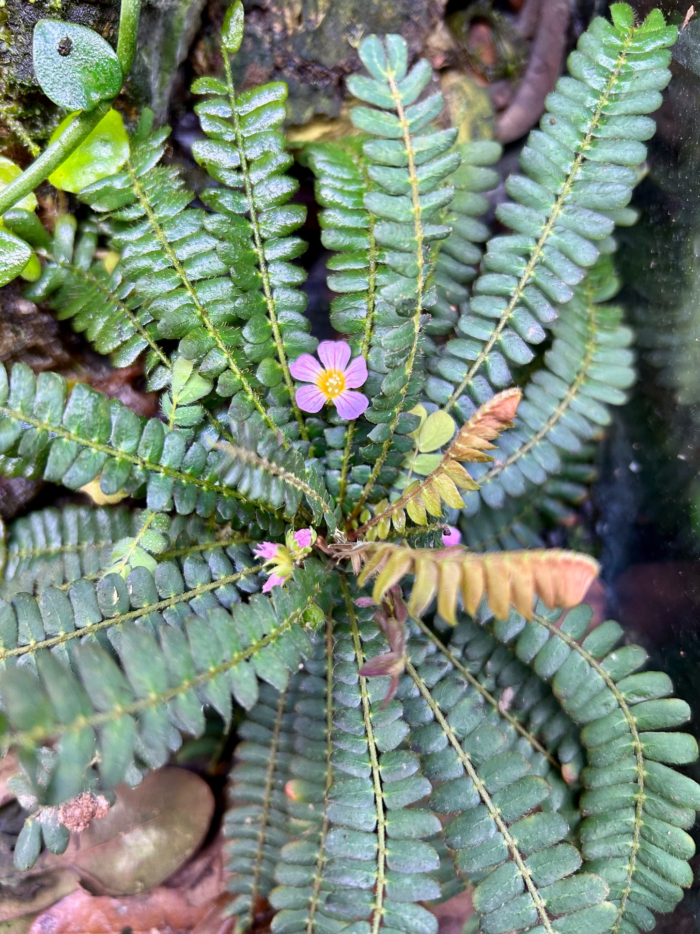 Biophytum sensitivum