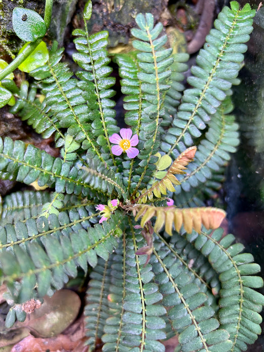 Biophytum sensitivum