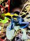 Dendrobates tinctorius "Brazilian Yellow Head"