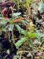 Biophytum sensitivum