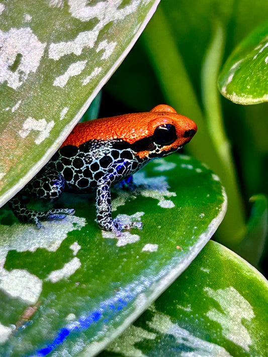 Ranitomeya reticulata “Solid”