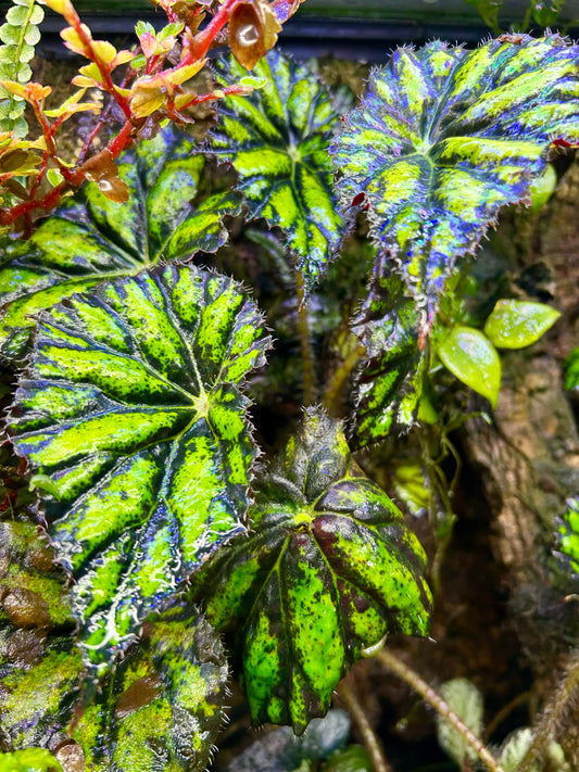Begonia Persian Brocade