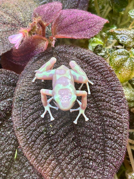 Dendrobates auratus “Albino Karabik”