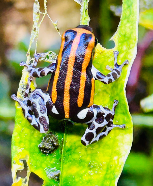 Ranitomeya sirensis “Orange”