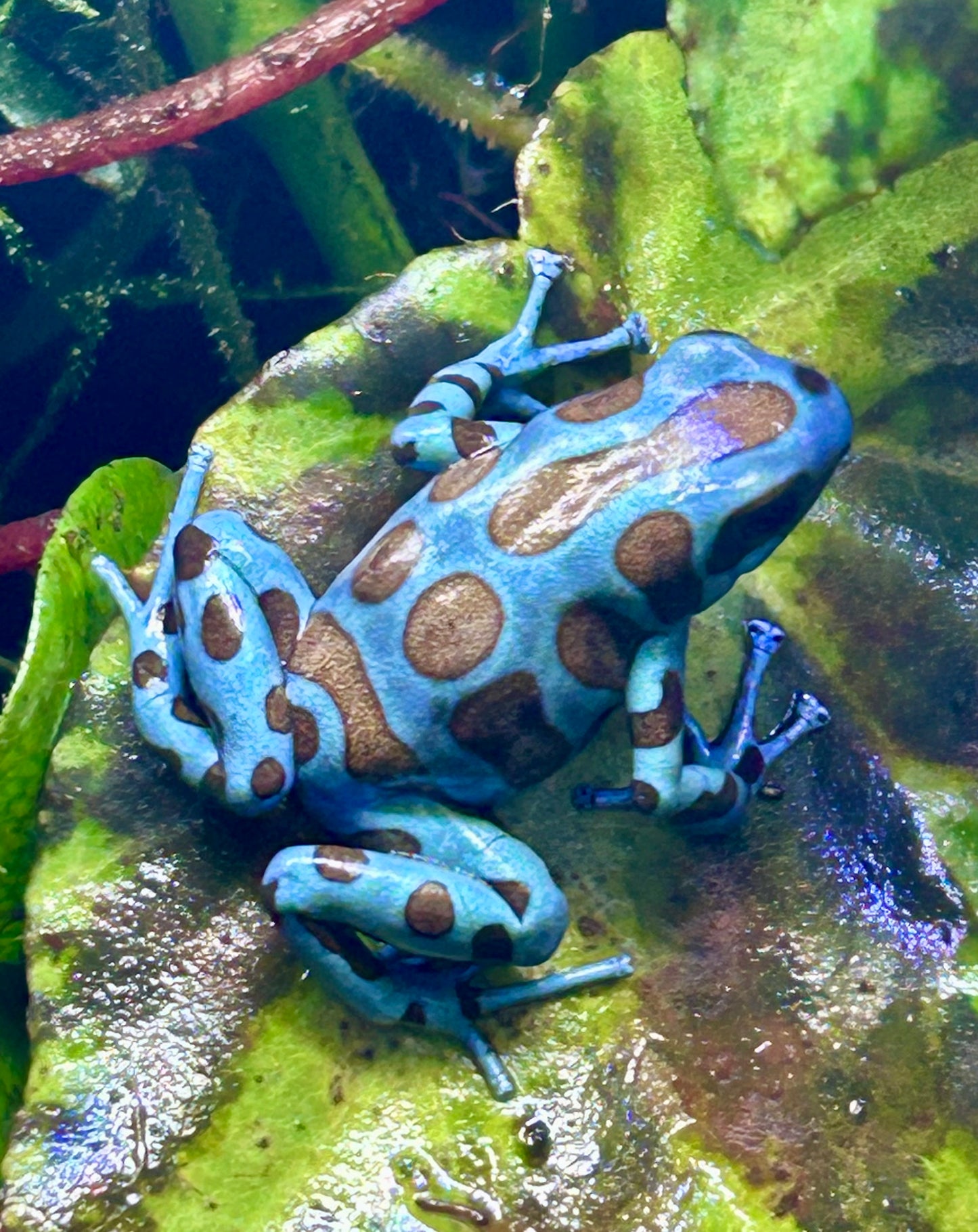 Dendrobates auratus “Super Blue”