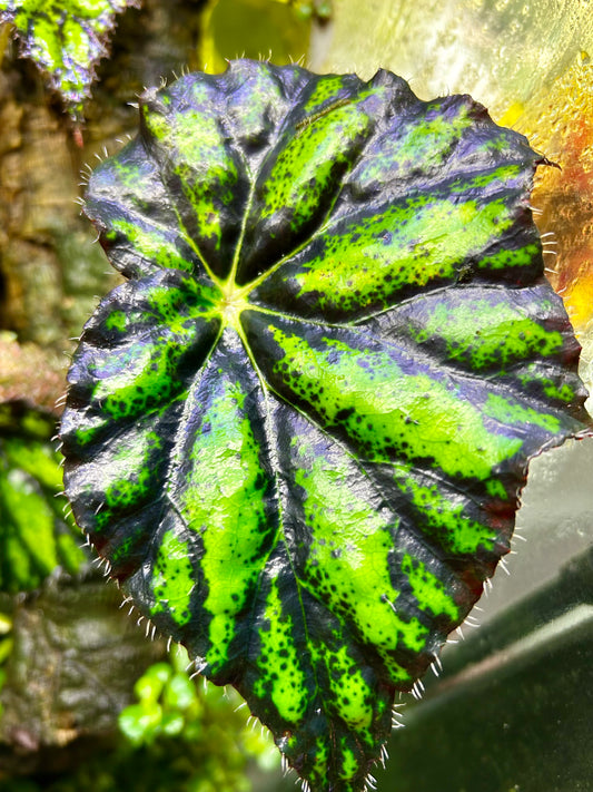Begonia Persian Brocade