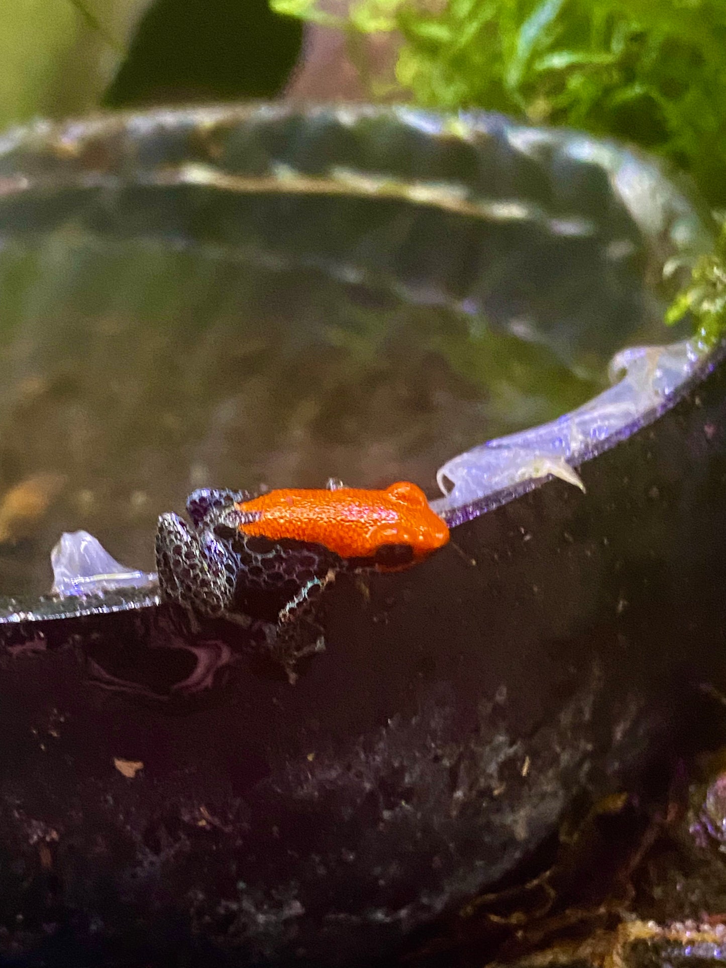 Ranitomeya reticulata “Solid”