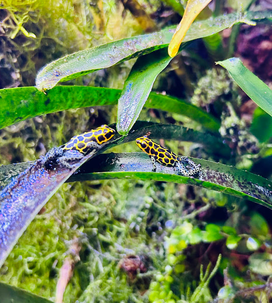 Ranitomeya imitator “Tarapoto”