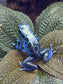 Dendrobates tinctorius "Koetari River”