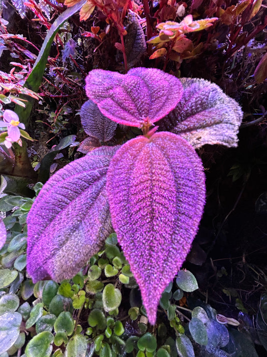 Triolena hirsuta “Santo Domingo”