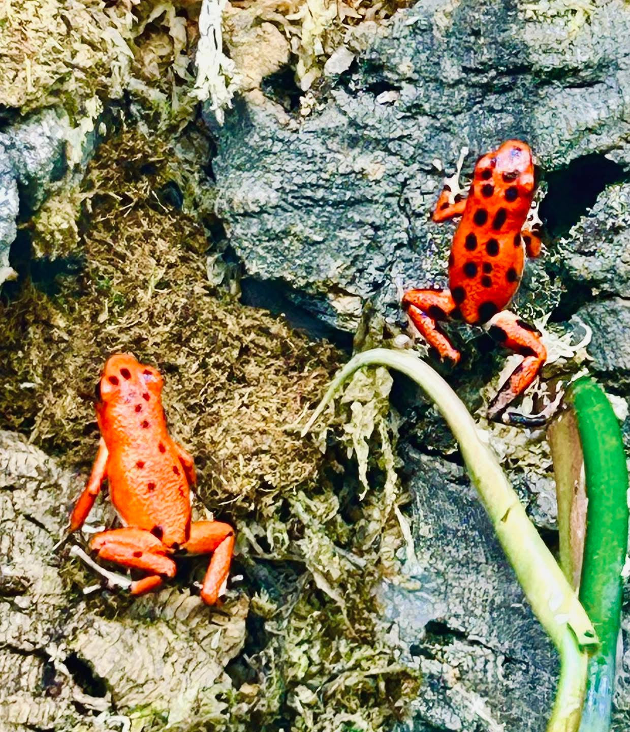 Oophaga pumilio “Bastimentos - Red Frog Beach”