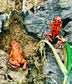 Oophaga pumilio “Bastimentos - Red Frog Beach”