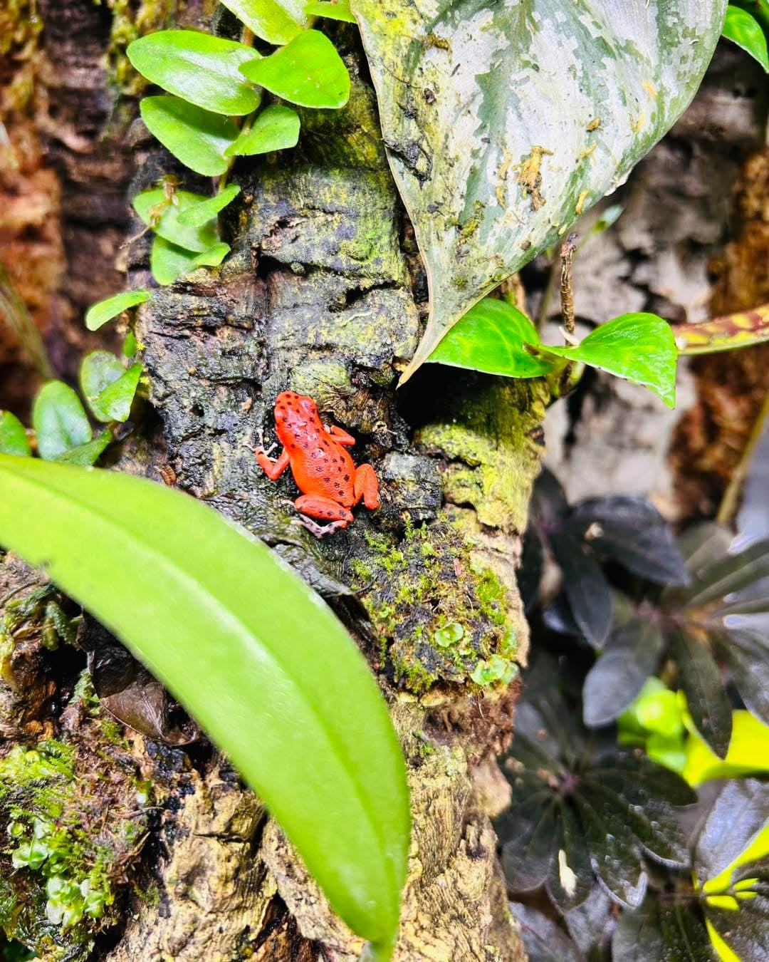 Oophaga pumilio “Bastimentos - Red Frog Beach”