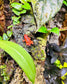 Oophaga pumilio “Bastimentos - Red Frog Beach”