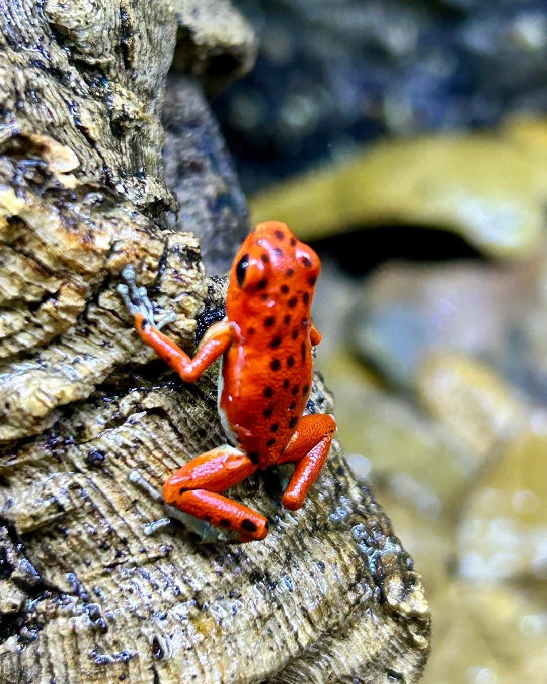 Oophaga pumilio “Bastimentos - Red Frog Beach”