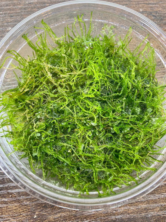 Tropical Moss Patch