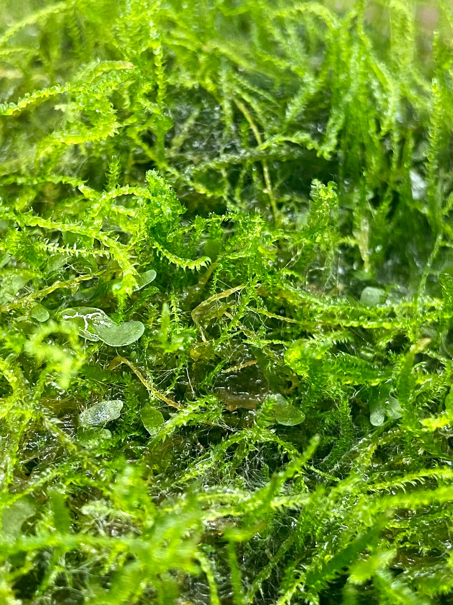 Tropical Moss Patch