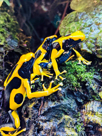 Dendrobates tinctorius "Giant Orange"