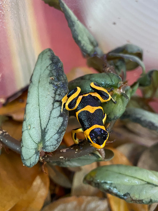 Ranitomeya imitator “Banded”