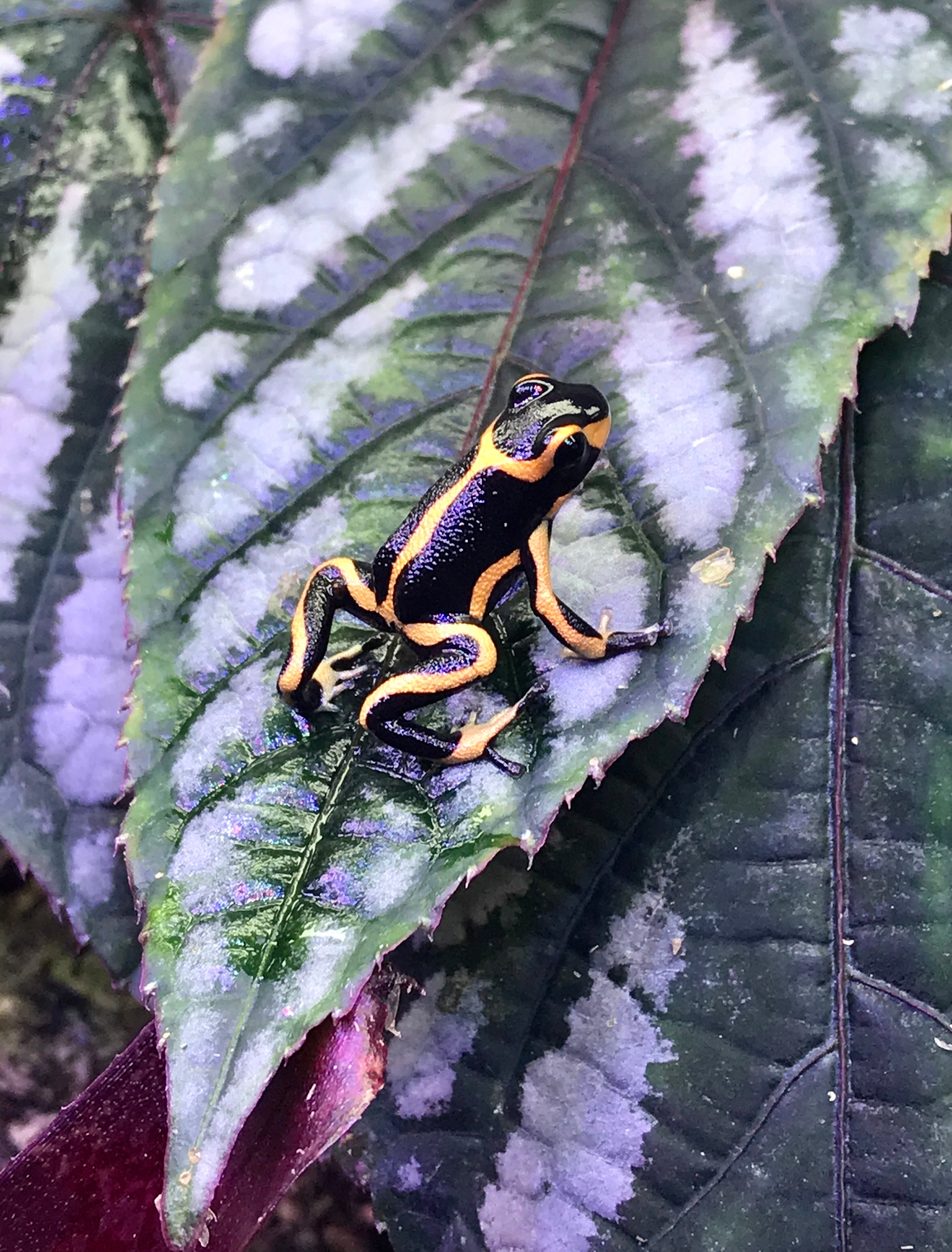 Ranitomeya imitator “Banded” – NCDartFrogs