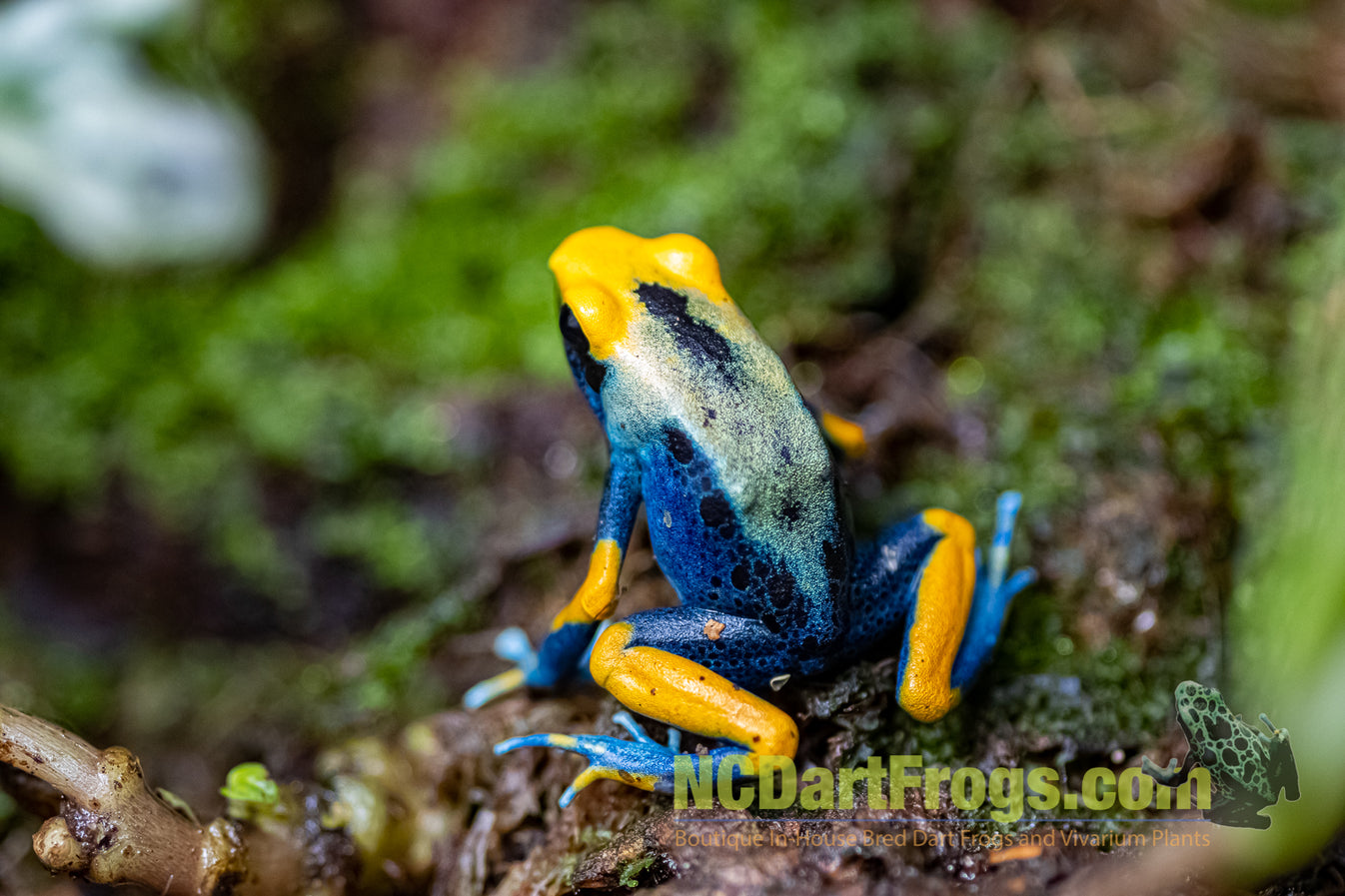 Dendrobates tinctorius “Peacock” – NCDartFrogs